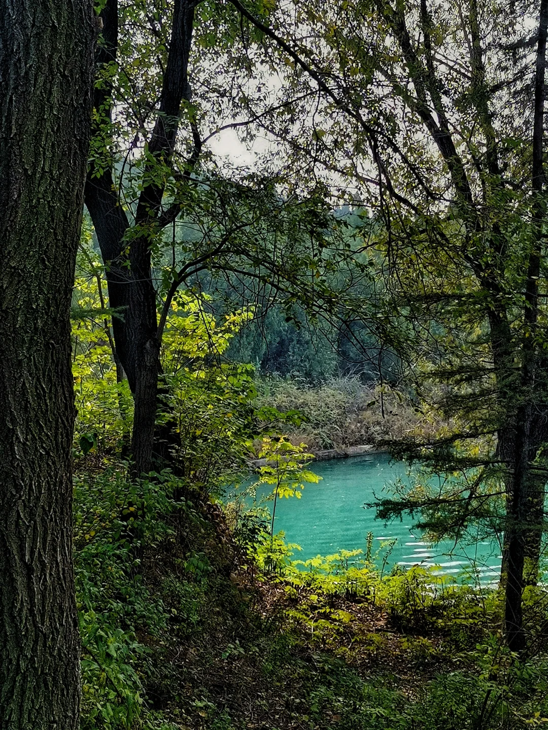 邯郸周边游：栾卸银杏林景区