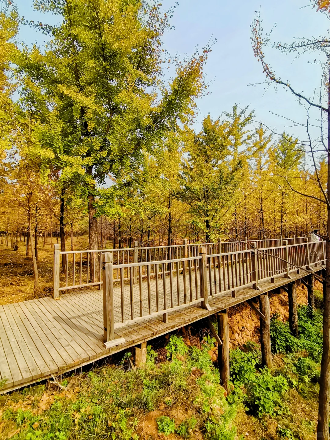 邯郸周边游：栾卸银杏林景区