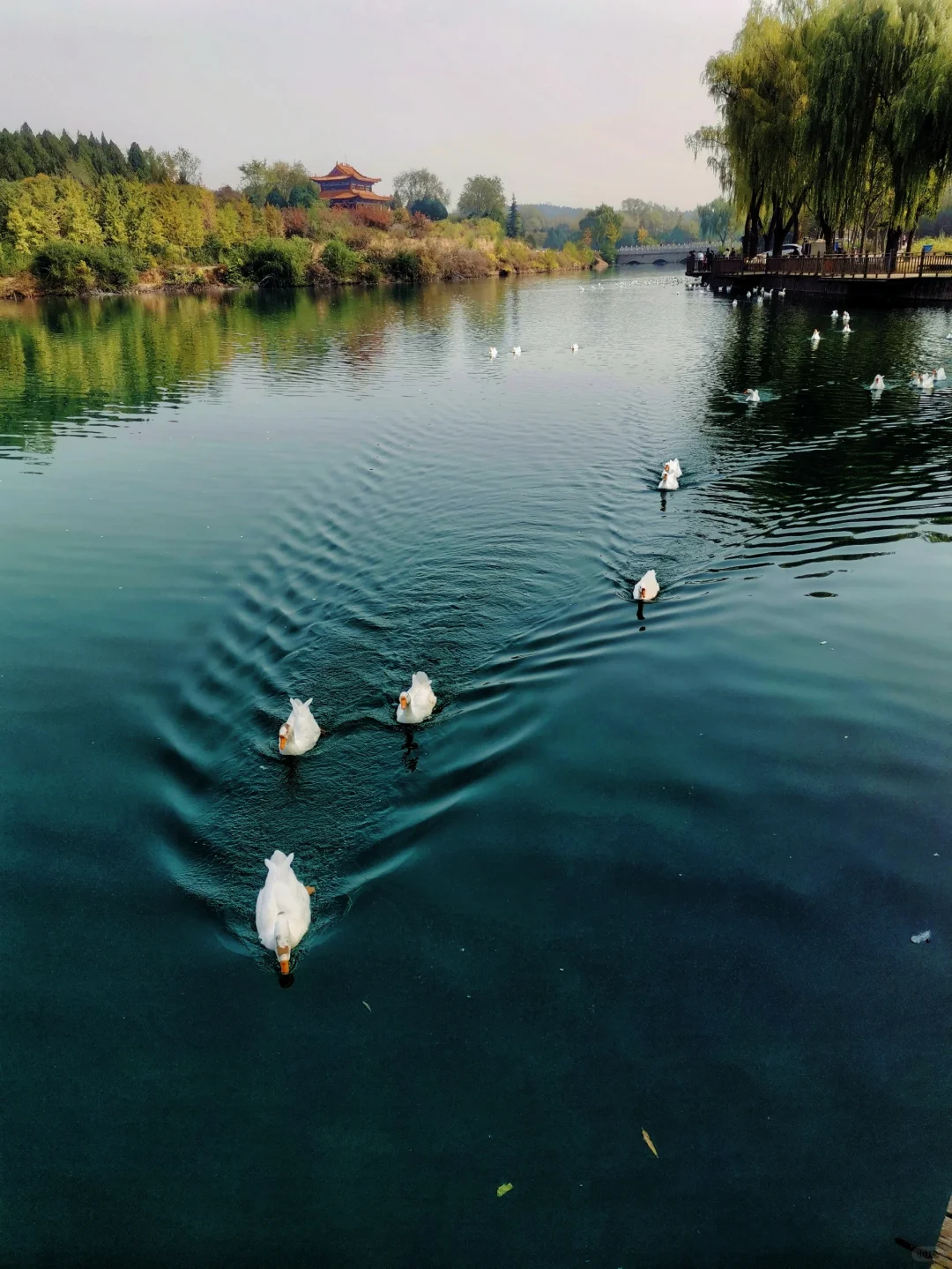 邯郸周边游：栾卸银杏林景区