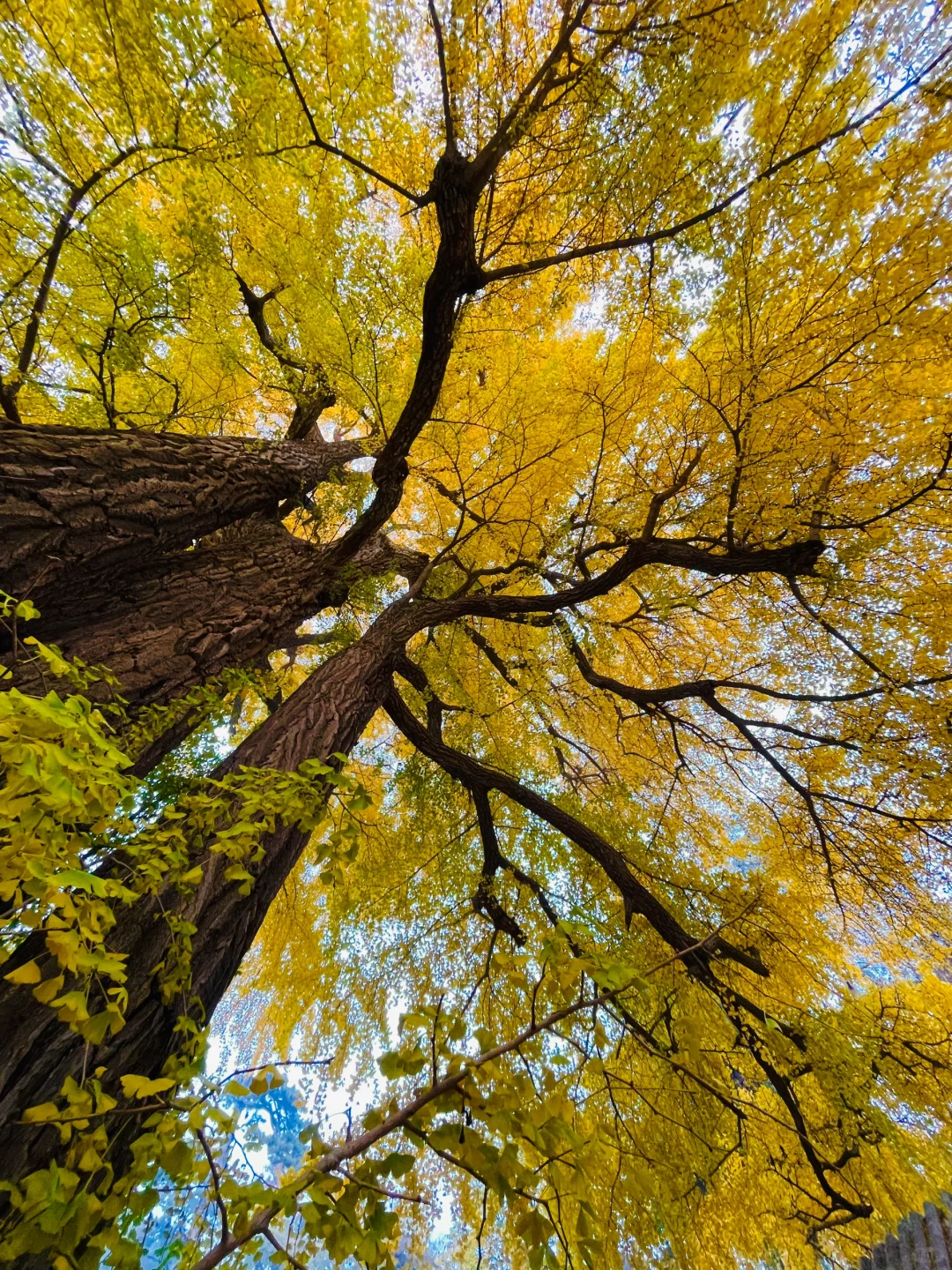 更新秋天🍁是1400年银杏树 见证的潭柘寺！