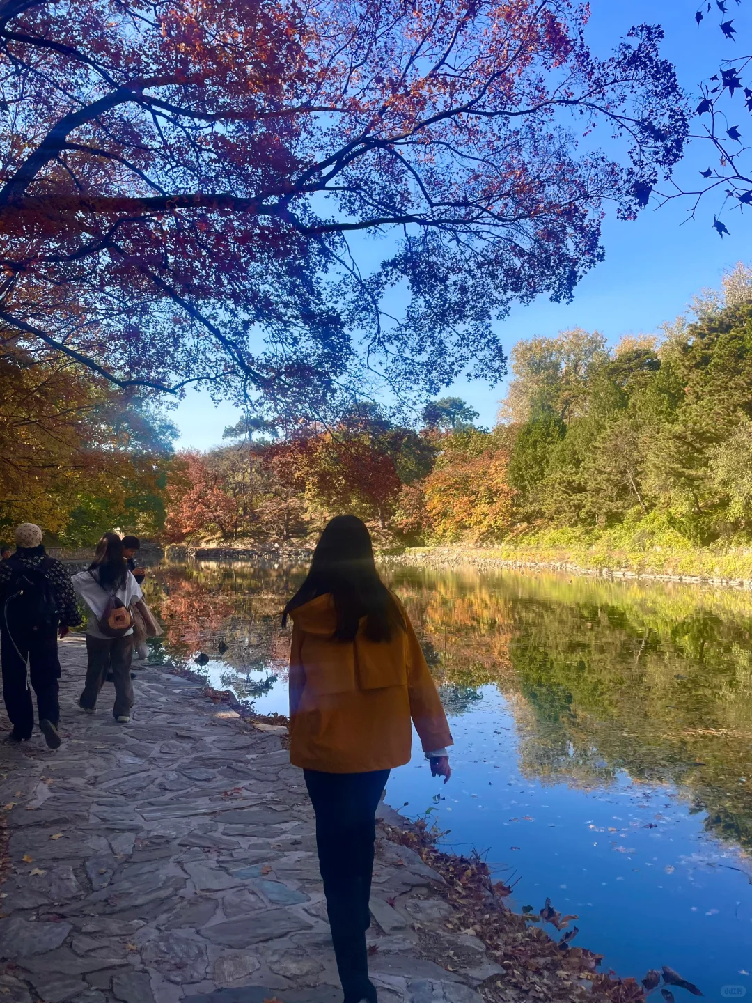 颐和园后湖📍11.5日实况🍂大风过后叶子还在