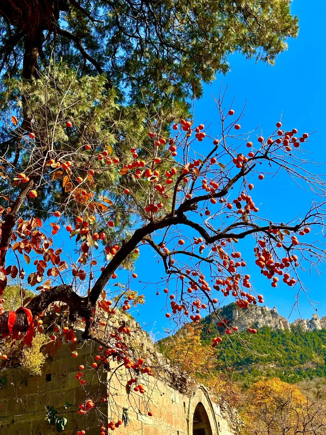 11.6灵岩寺的千年银杏🍂再不来就真的错过了