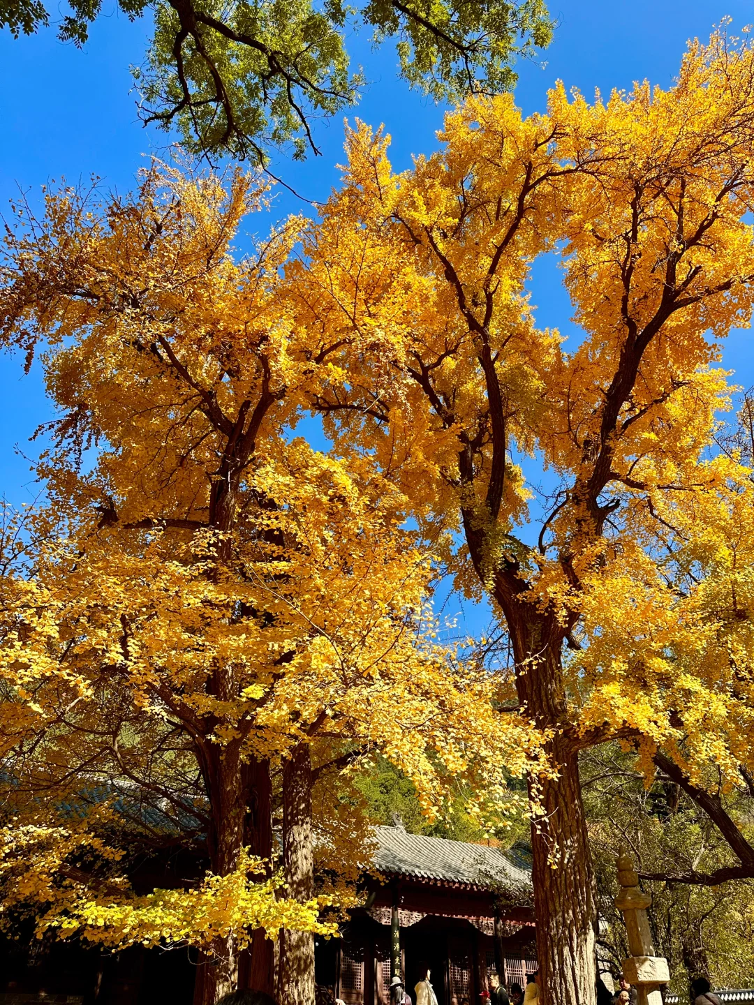 11.6灵岩寺的千年银杏🍂再不来就真的错过了