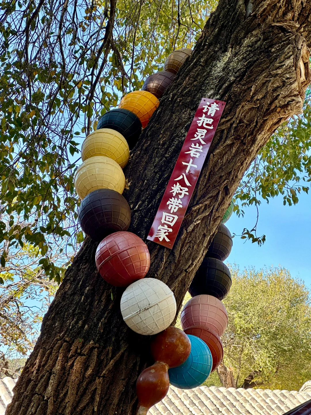 11.6灵岩寺的千年银杏🍂再不来就真的错过了