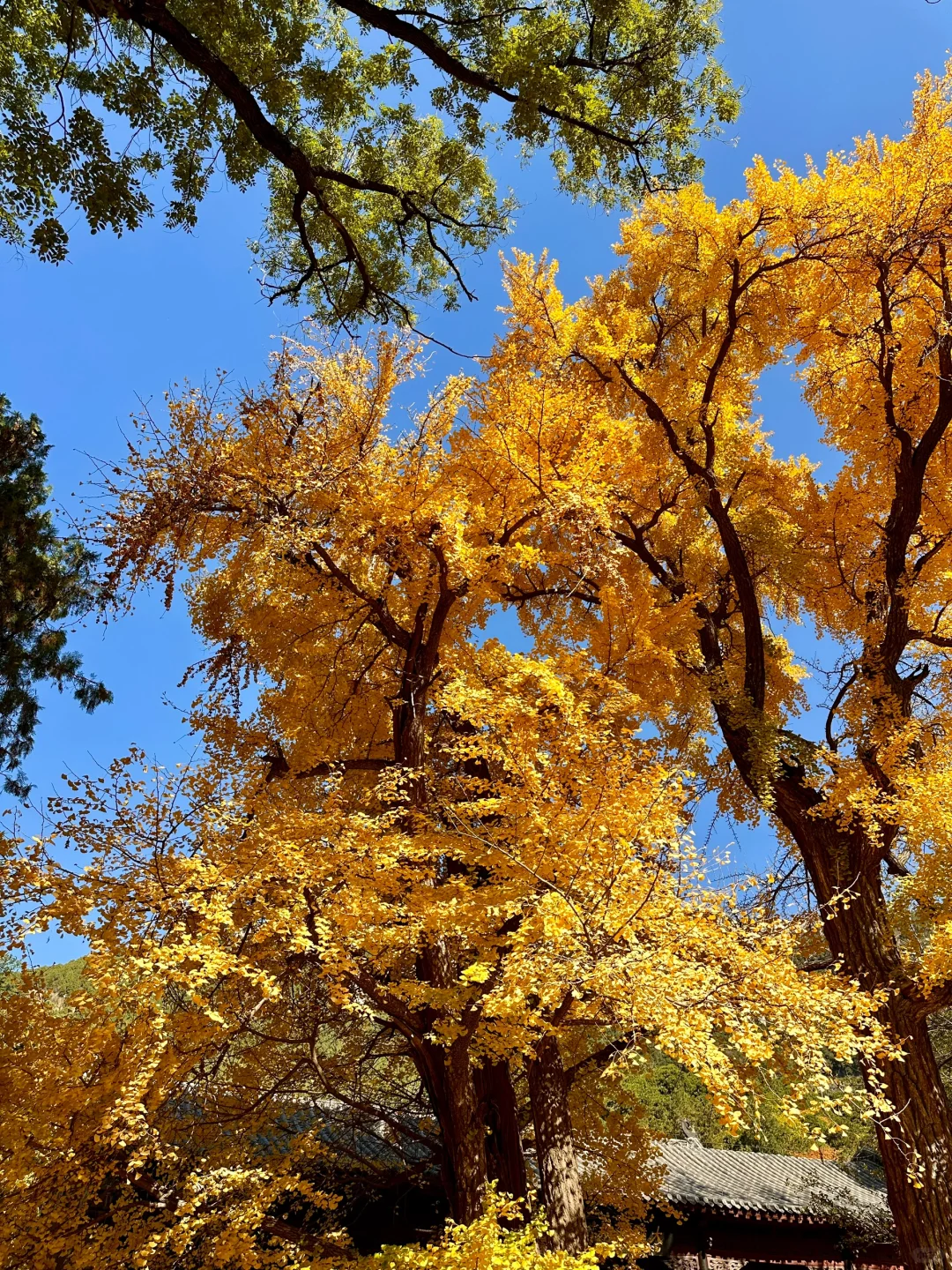 11.6灵岩寺的千年银杏🍂再不来就真的错过了