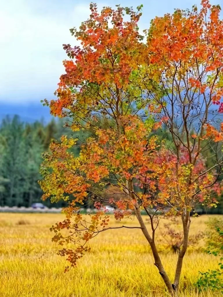 塔川赏秋‖11月徒步踏秋推荐🍁内含攻略✔