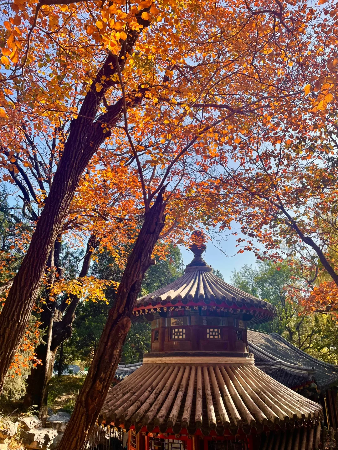 颐和园后湖📍11.5日实况🍂大风过后叶子还在