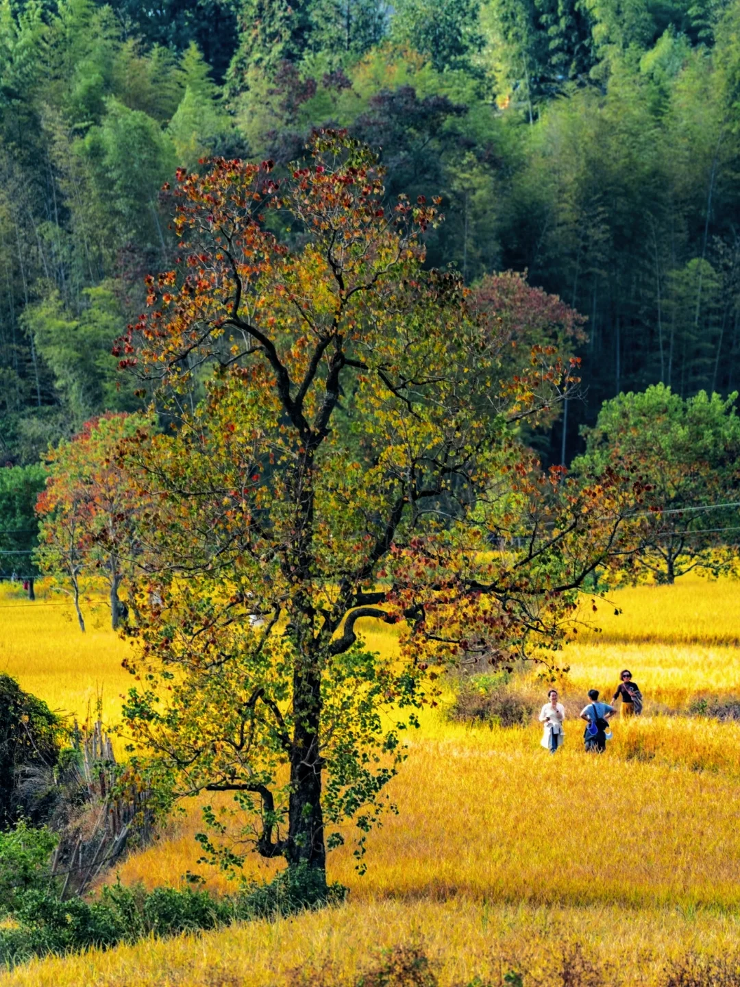 塔川赏秋‖11月徒步踏秋推荐🍁内含攻略✔