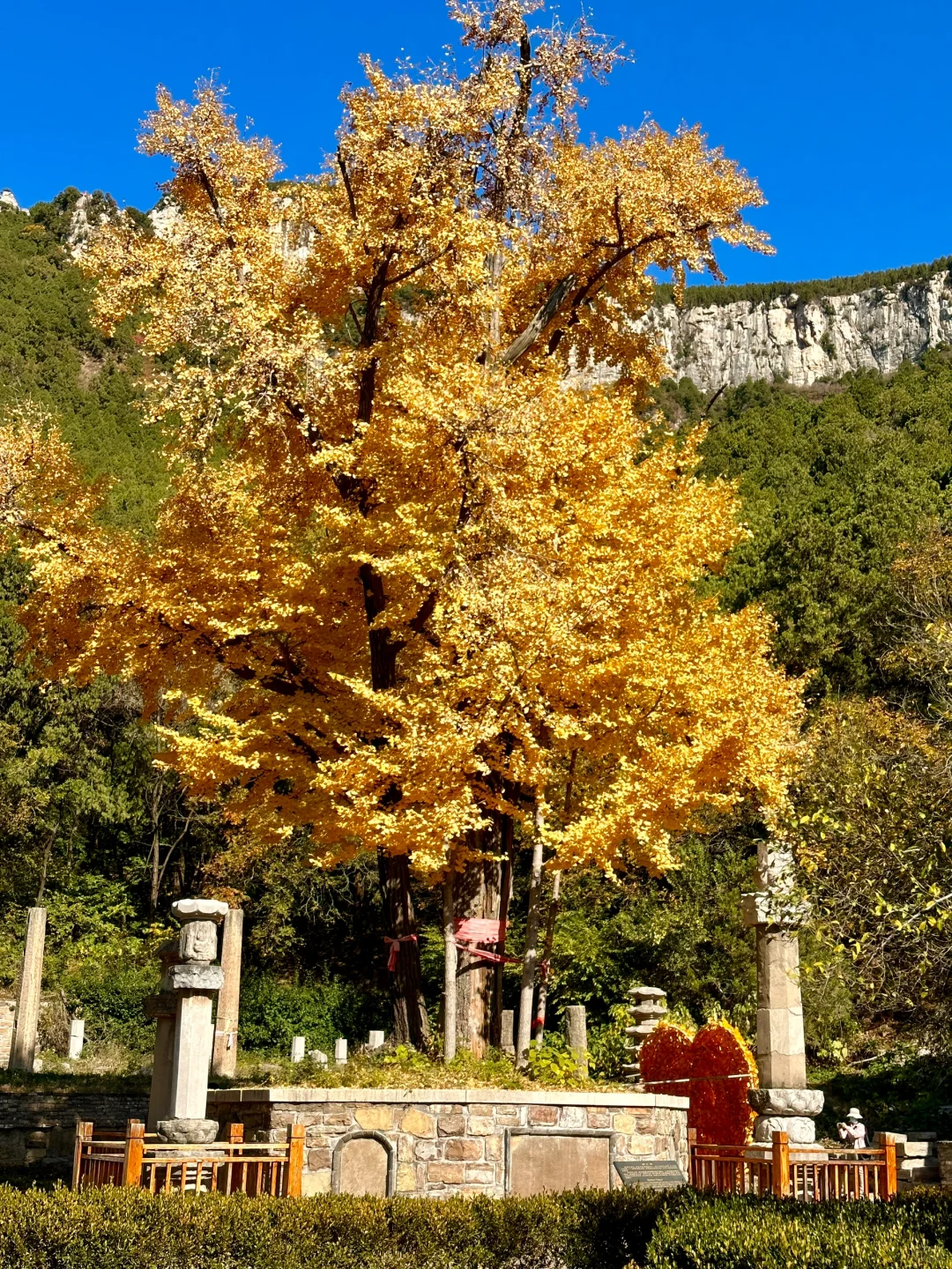 11.6灵岩寺的千年银杏🍂再不来就真的错过了