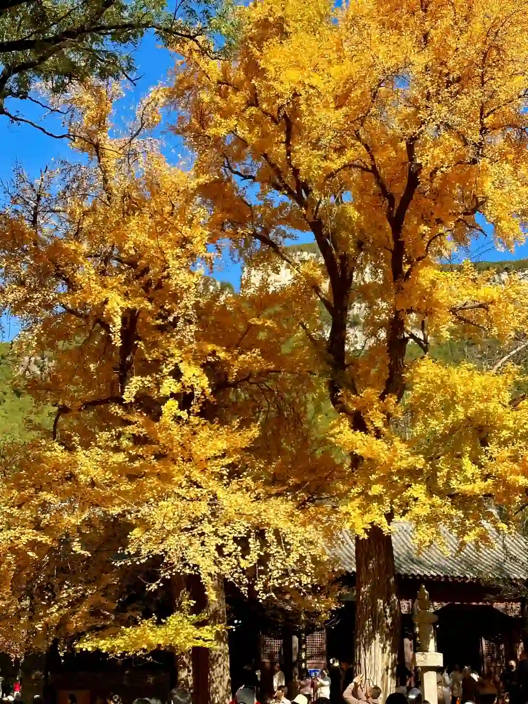 11.6灵岩寺的千年银杏🍂再不来就真的错过了