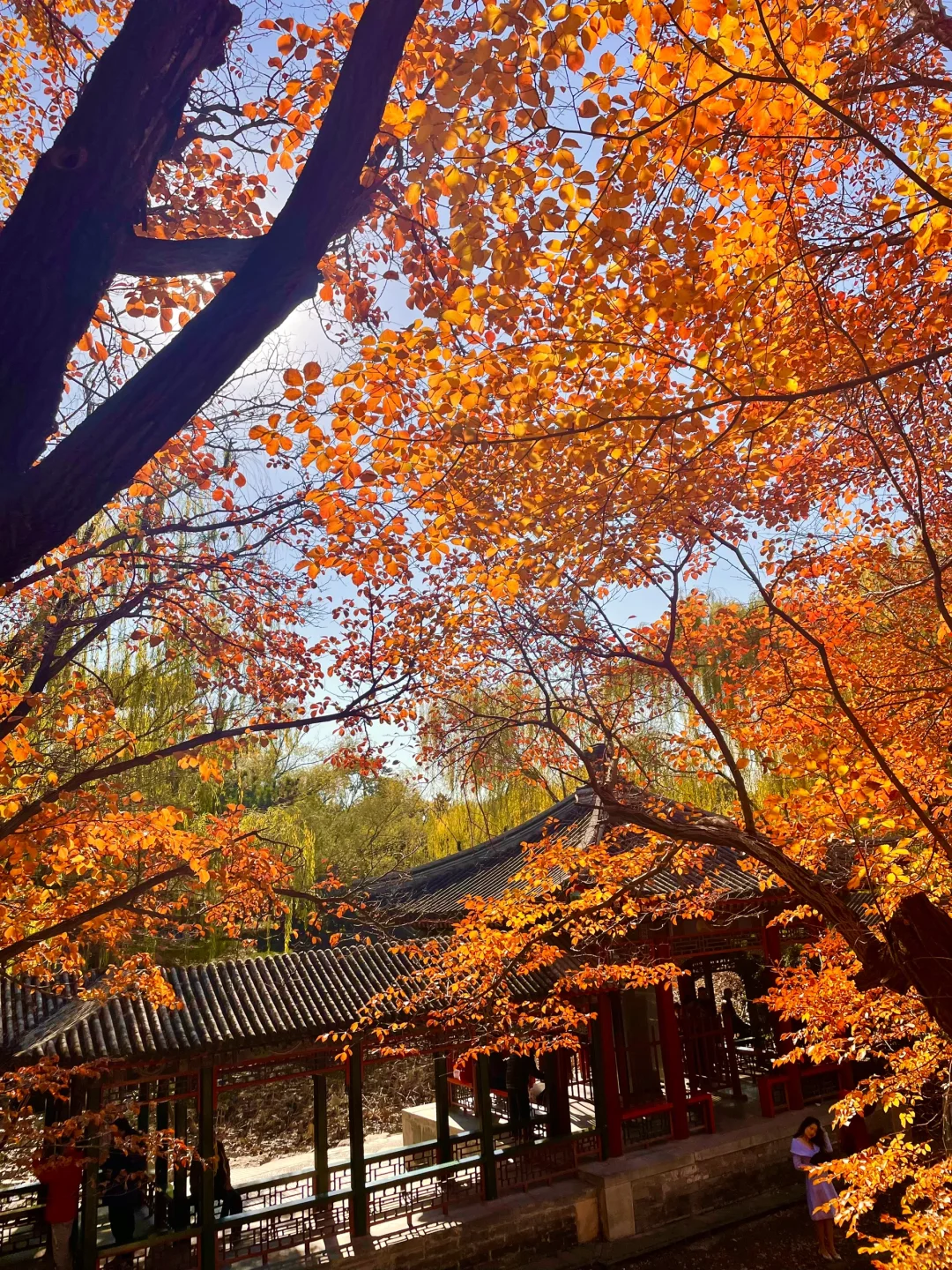 颐和园后湖📍11.5日实况🍂大风过后叶子还在