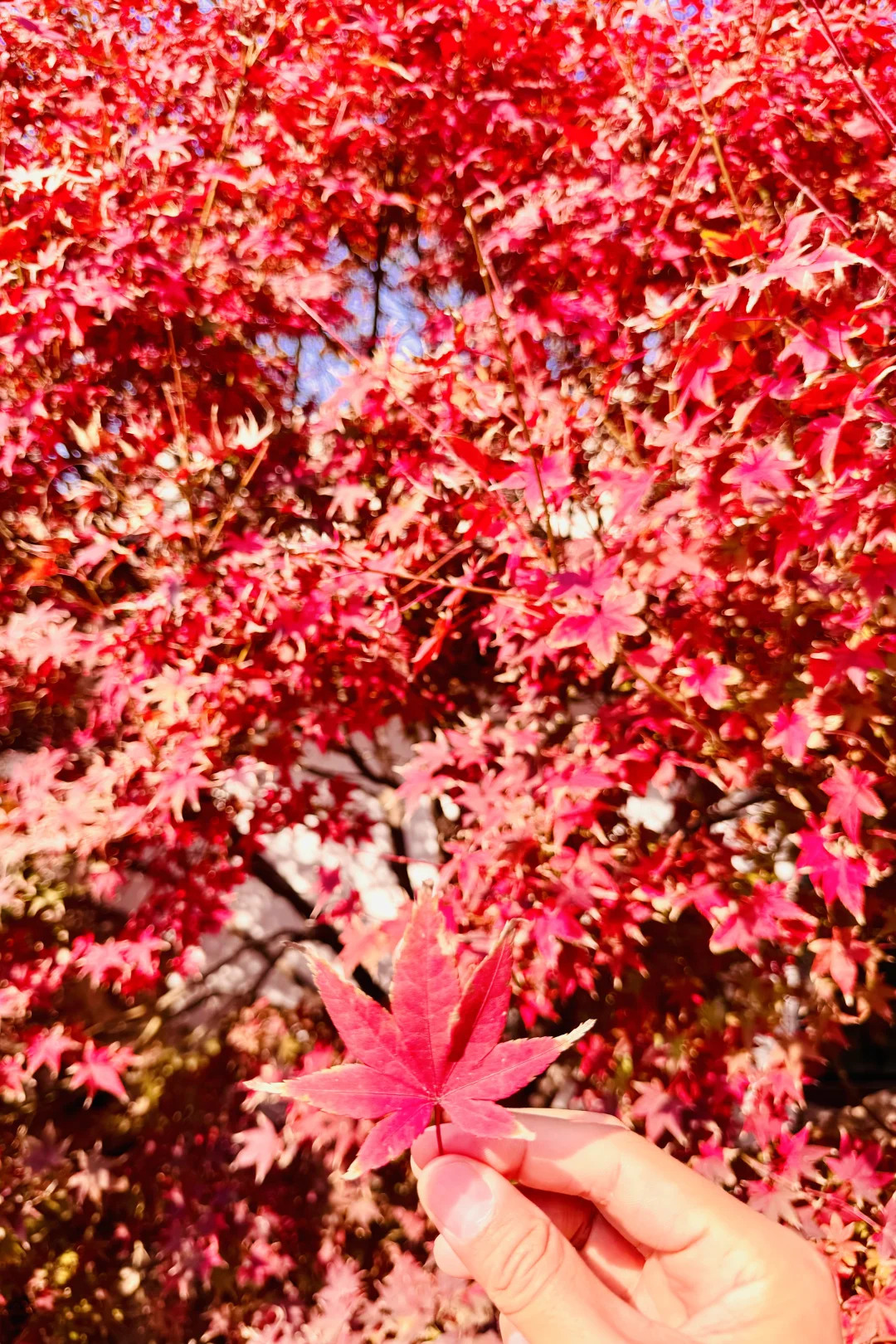 11.6实况❗️紫竹院的红叶已经美疯了🍁附地图