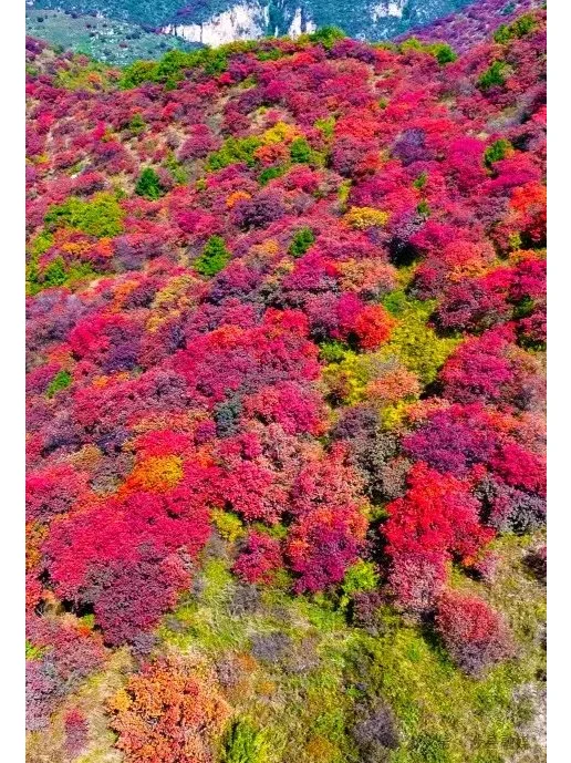 秋天来邯郸，一定不要错过这6处宝藏赏秋地