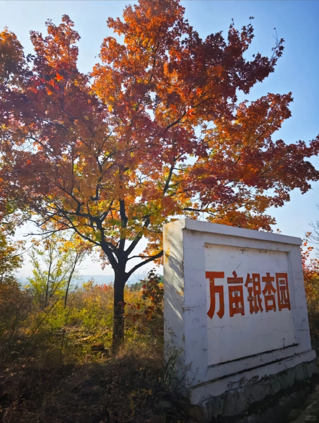 邯郸周边一日游之邢台栾卸银杏林+王硇古村