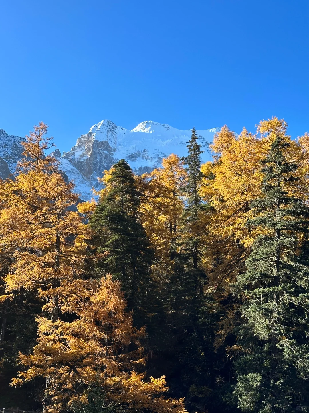 11.5 📍川西已回，近期live实况直出劝退不了