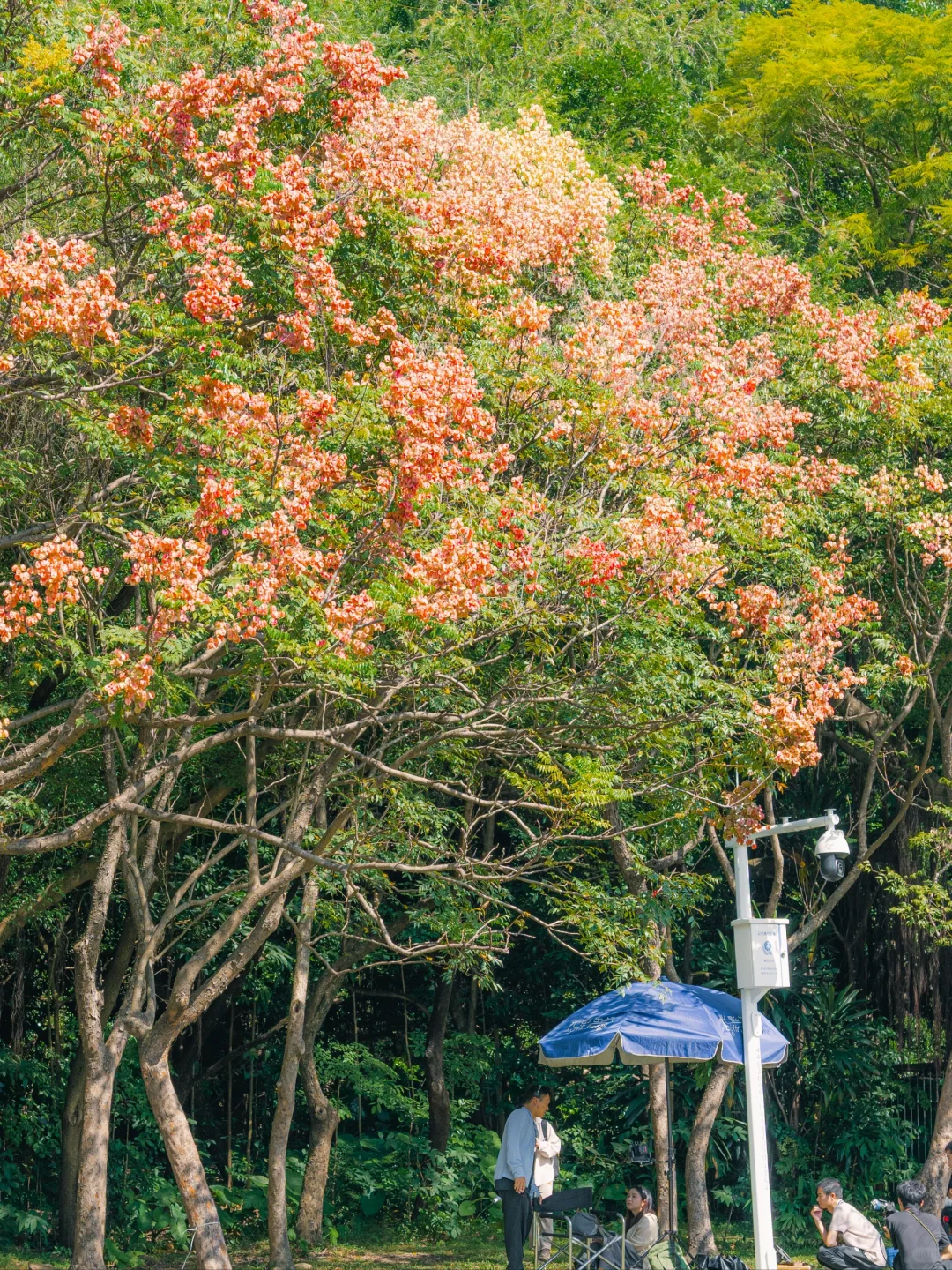 10.31实拍！深圳莲花山美到失语（附攻略）