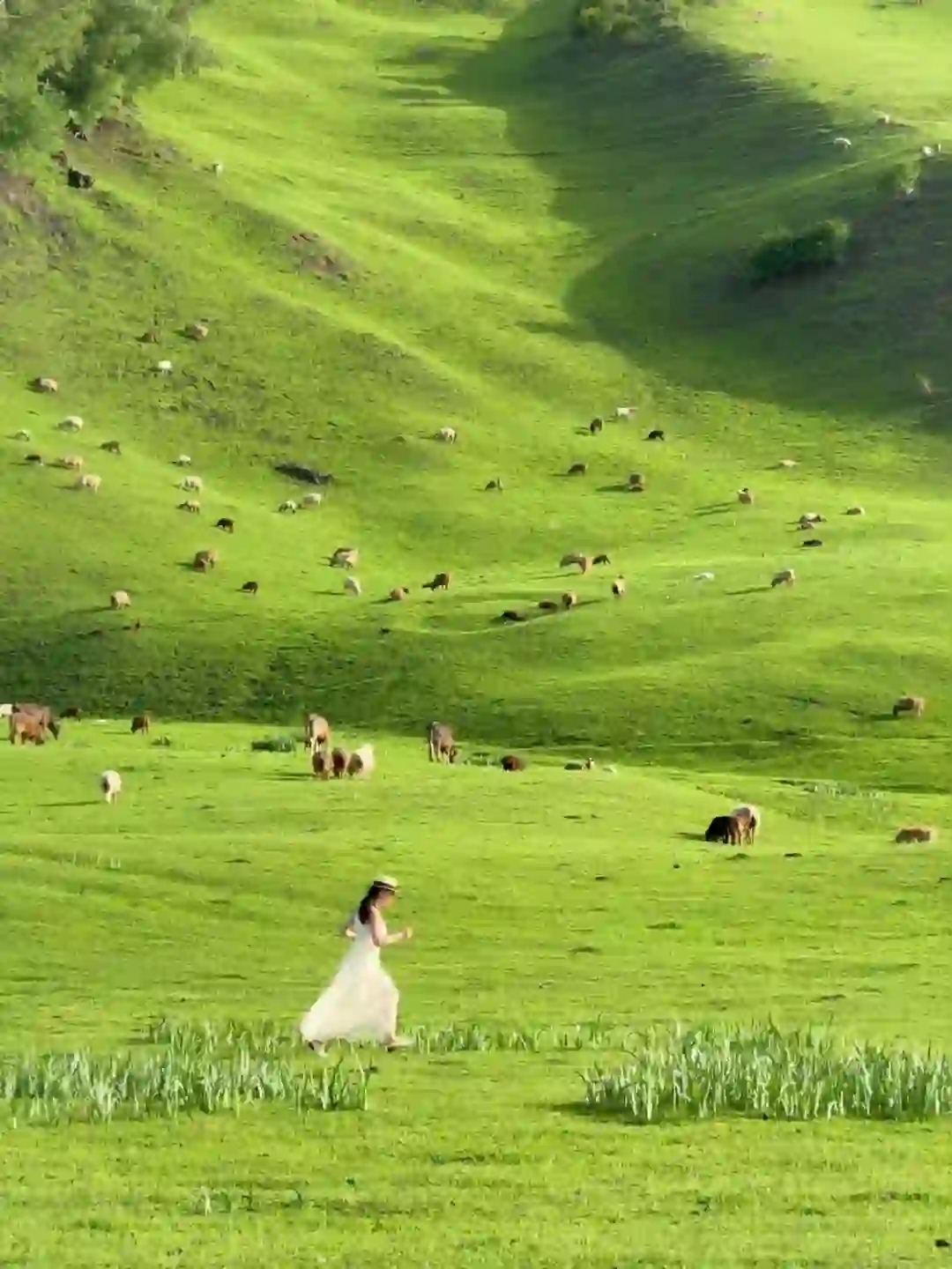 live图的意义🌳，这是我梦中的那片草原吧！