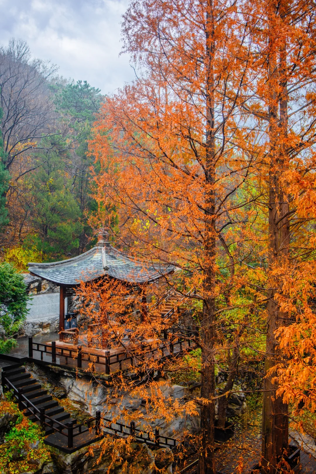 太神奇了  植物园的水杉竟和下雨天是绝配