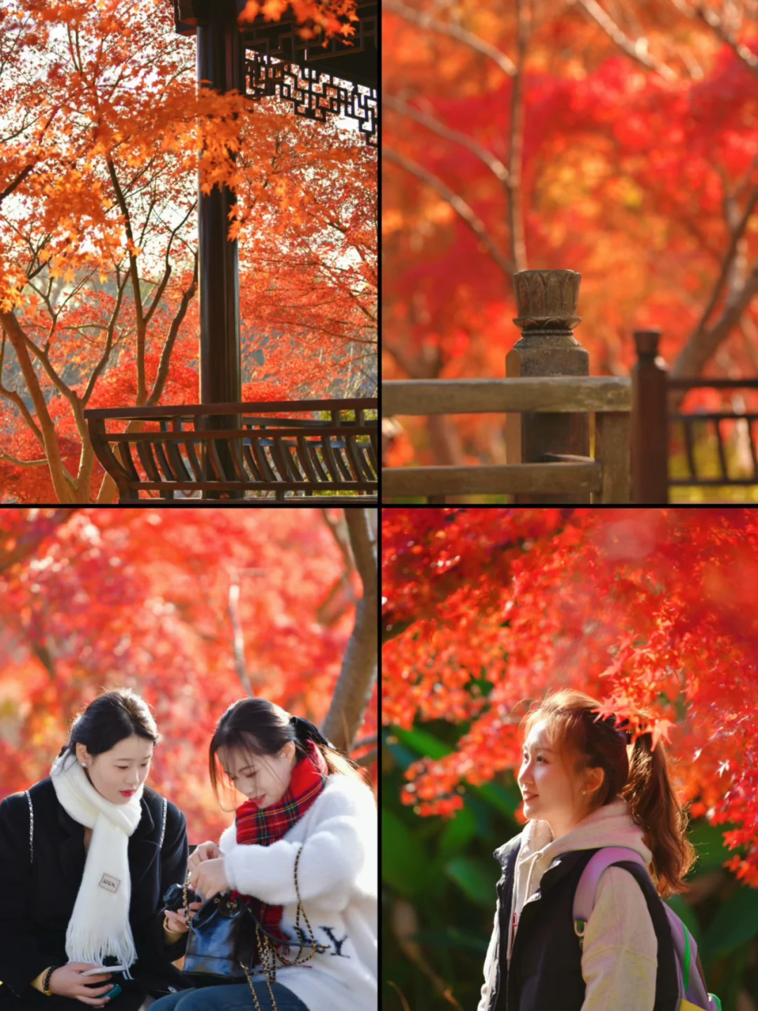 南京｜主城6大枫叶🍁观赏地 公共交通可达