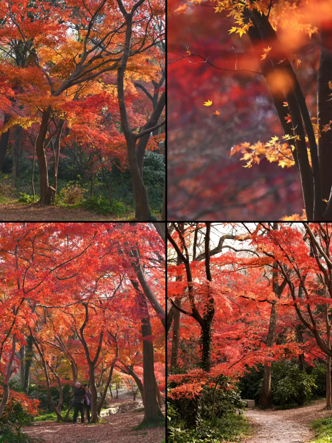 南京｜主城6大枫叶🍁观赏地 公共交通可达