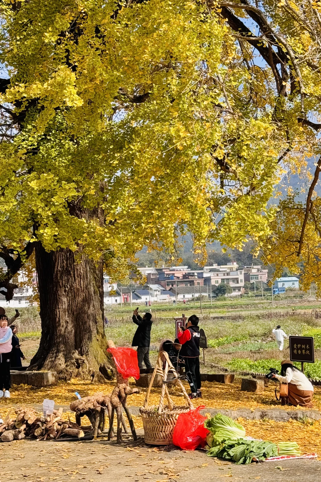 广东银杏天花板，错过了就要等一年的赏秋地