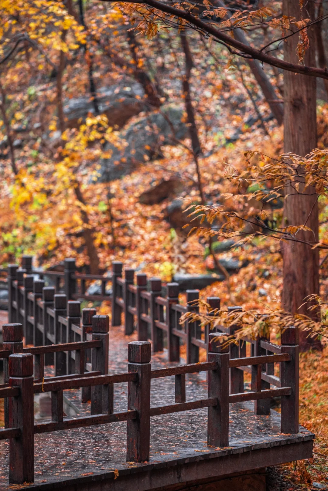 太神奇了  植物园的水杉竟和下雨天是绝配