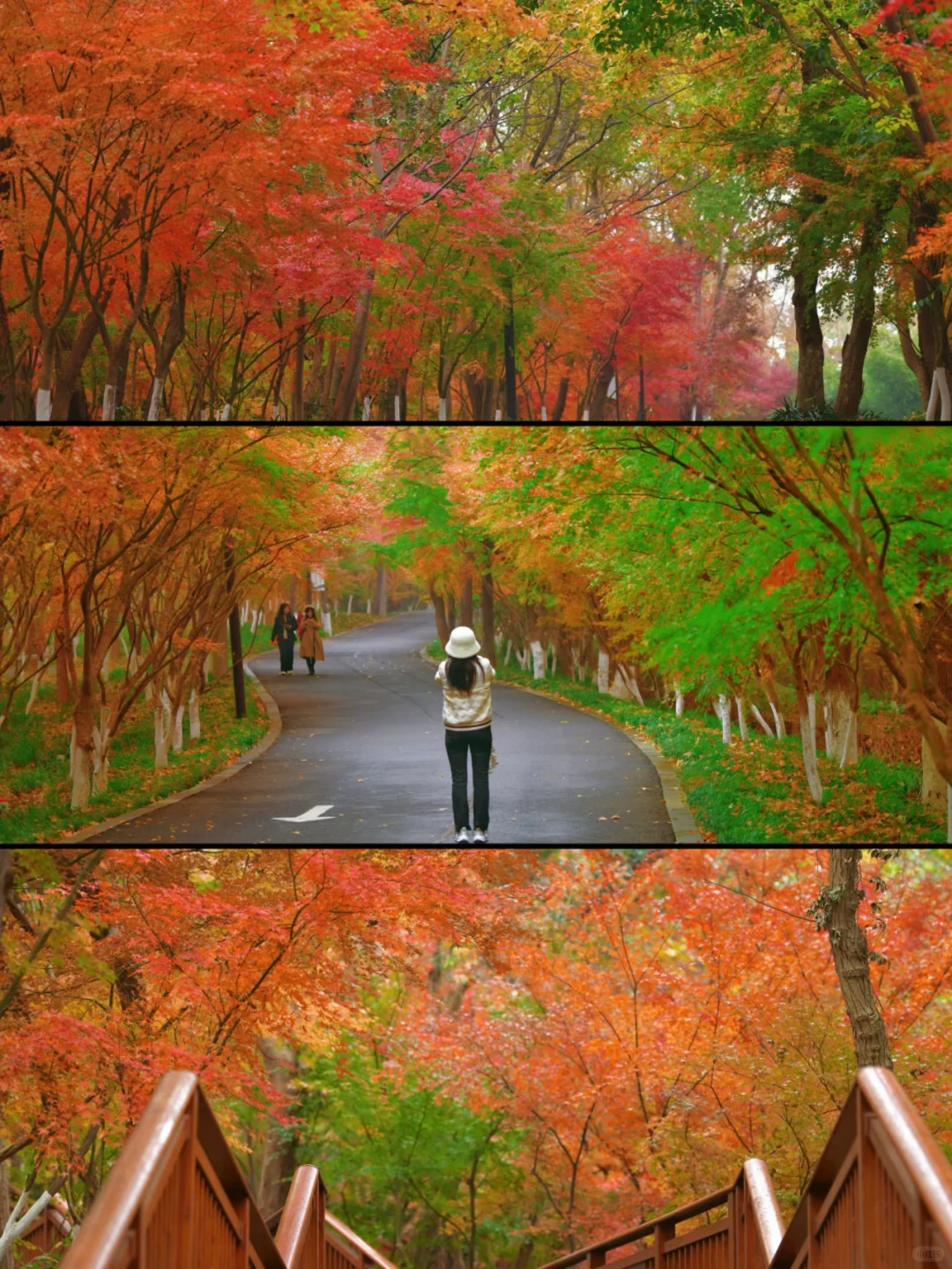 南京｜主城6大枫叶🍁观赏地 公共交通可达