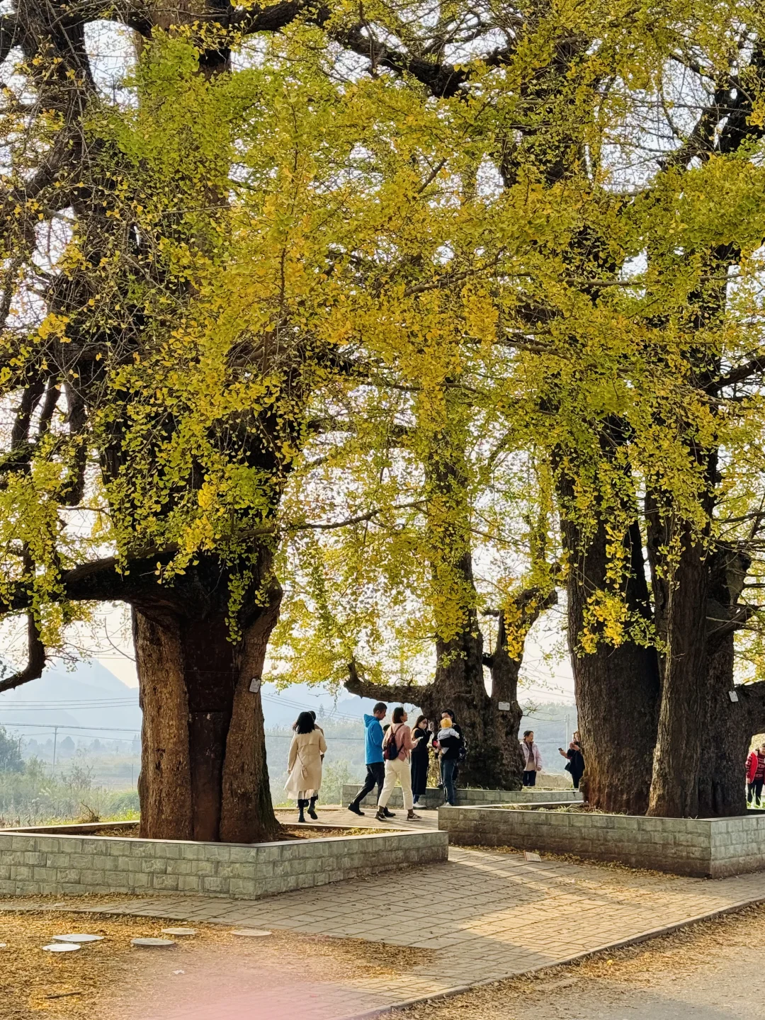 广东银杏天花板，错过了就要等一年的赏秋地