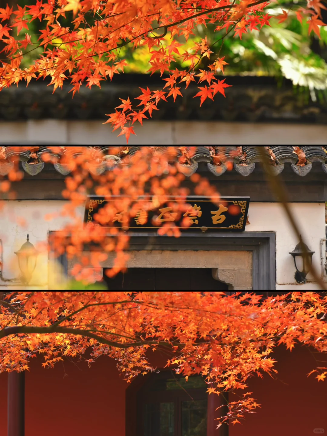 南京｜主城6大枫叶🍁观赏地 公共交通可达