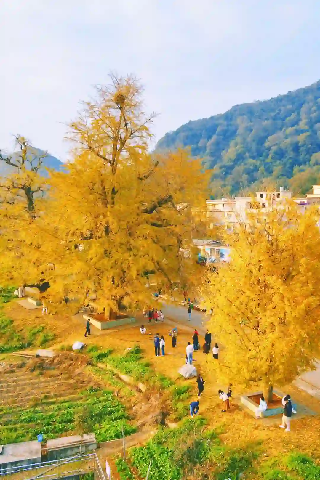 广东银杏天花板，错过了就要等一年的赏秋地