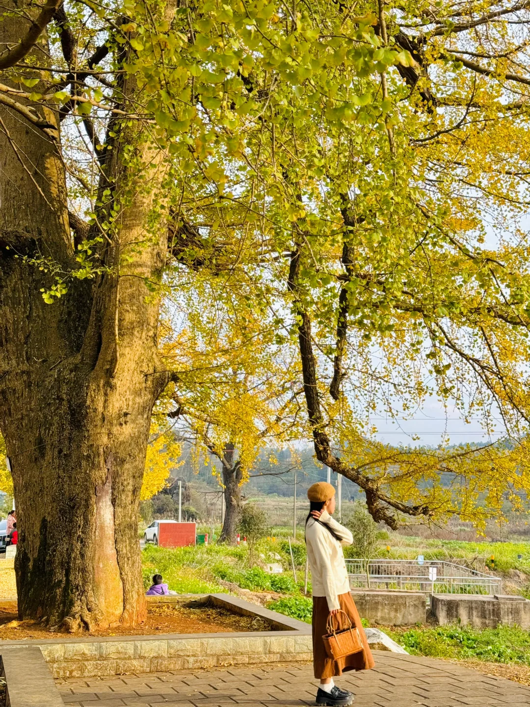 广东银杏天花板，错过了就要等一年的赏秋地