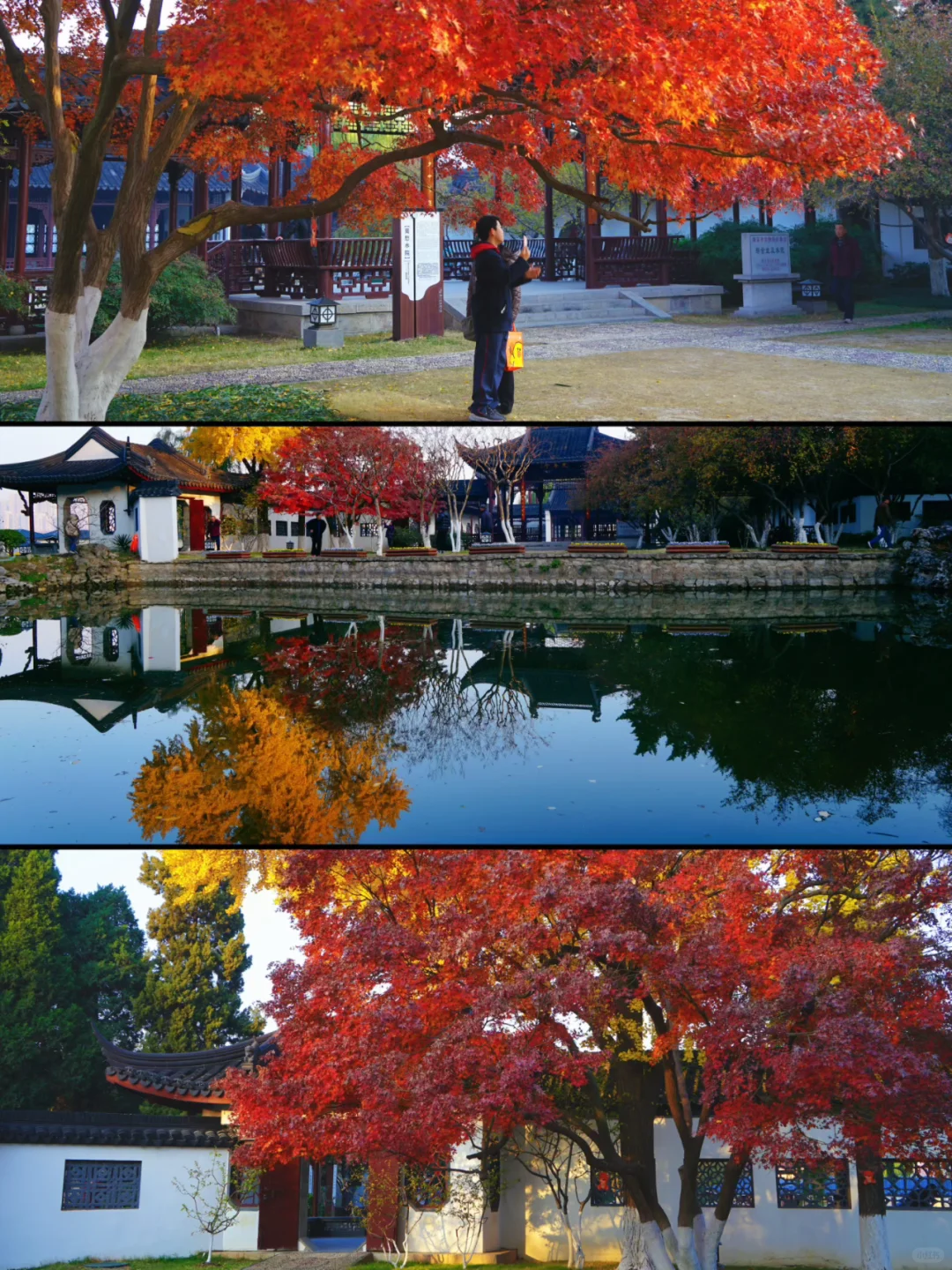 南京｜主城6大枫叶🍁观赏地 公共交通可达