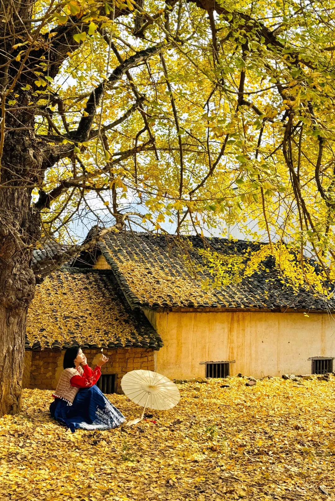 广东银杏天花板，错过了就要等一年的赏秋地