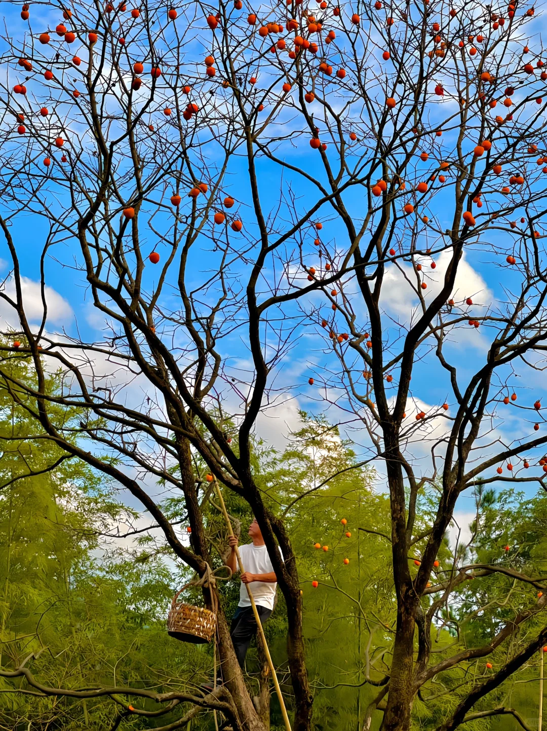 朋友圈被问爆的柿子林🏮不花钱呆一天live