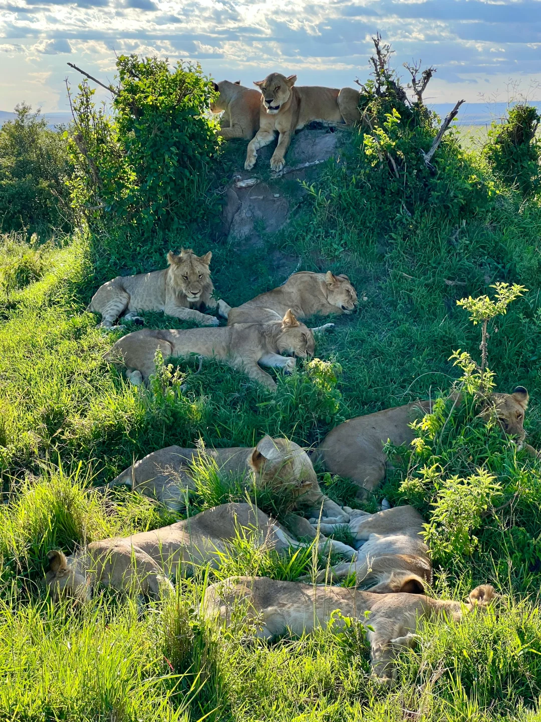 这才是Live图的意义看看非洲草原的猛兽🦁们