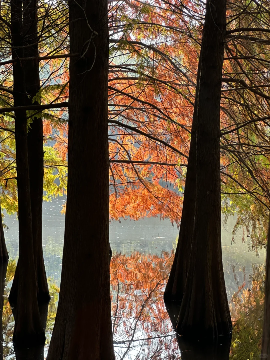 11.11南京明孝陵实况🍂🍂