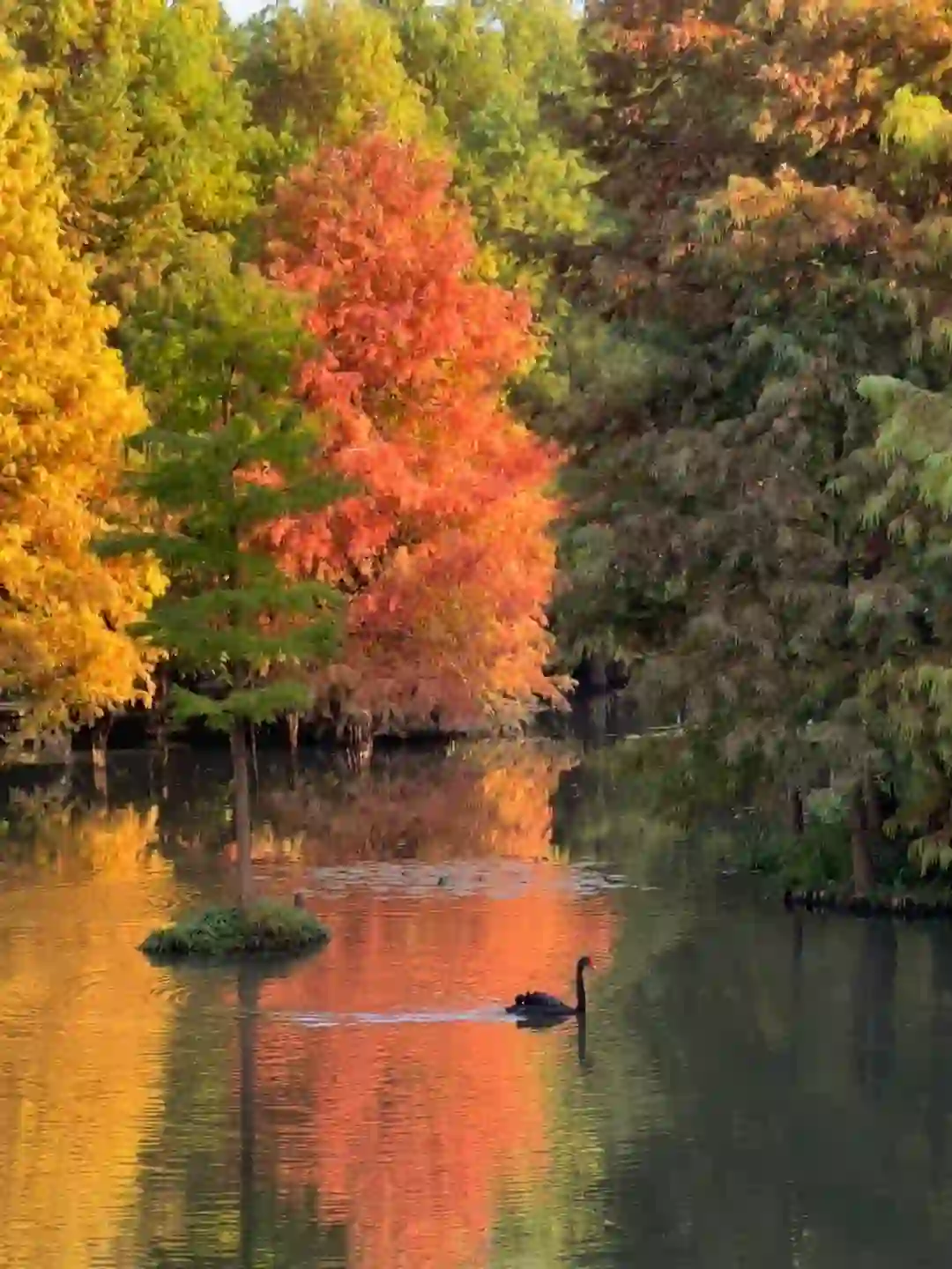 11.11南京明孝陵实况🍂🍂