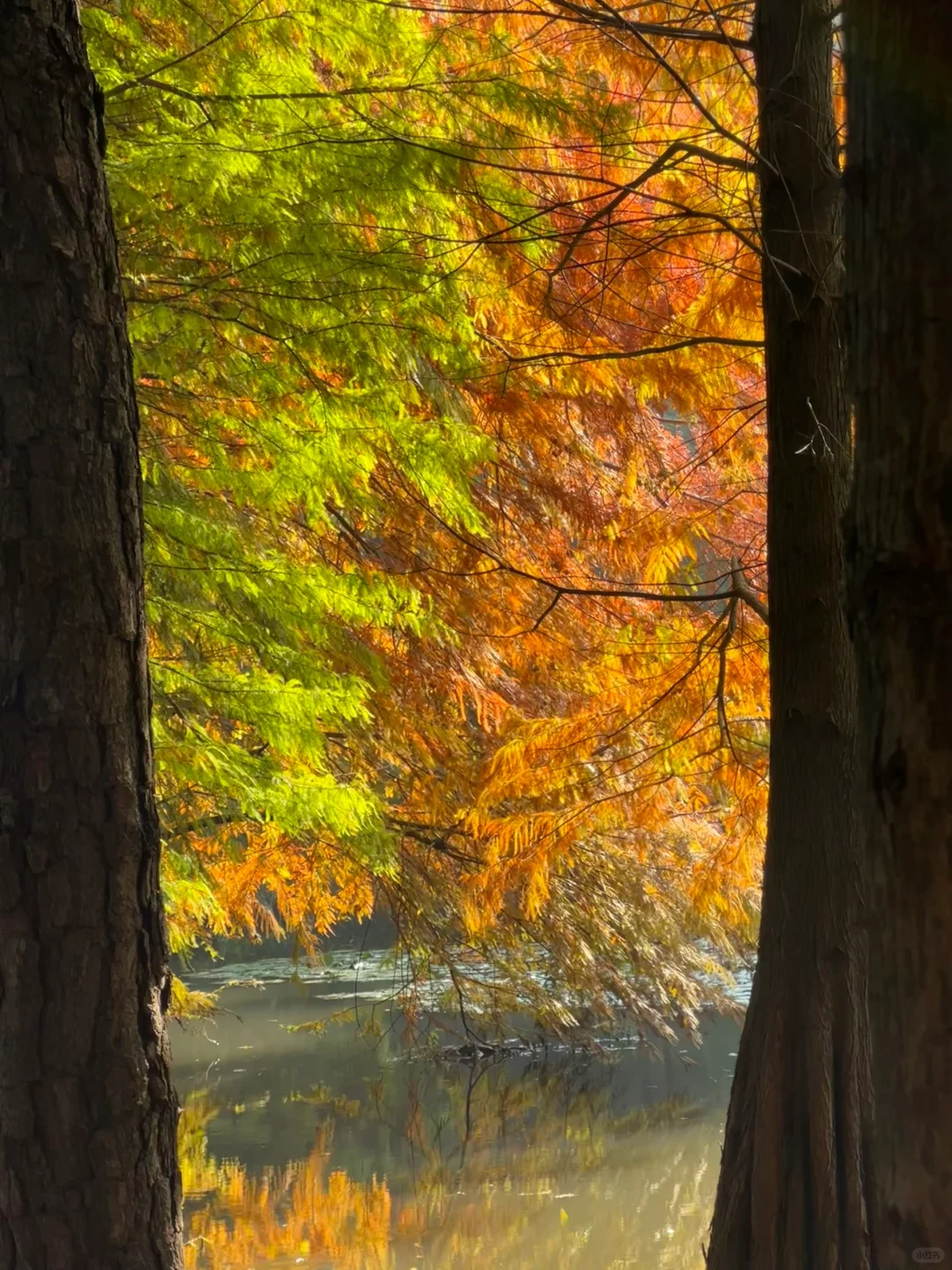 11.11南京明孝陵实况🍂🍂