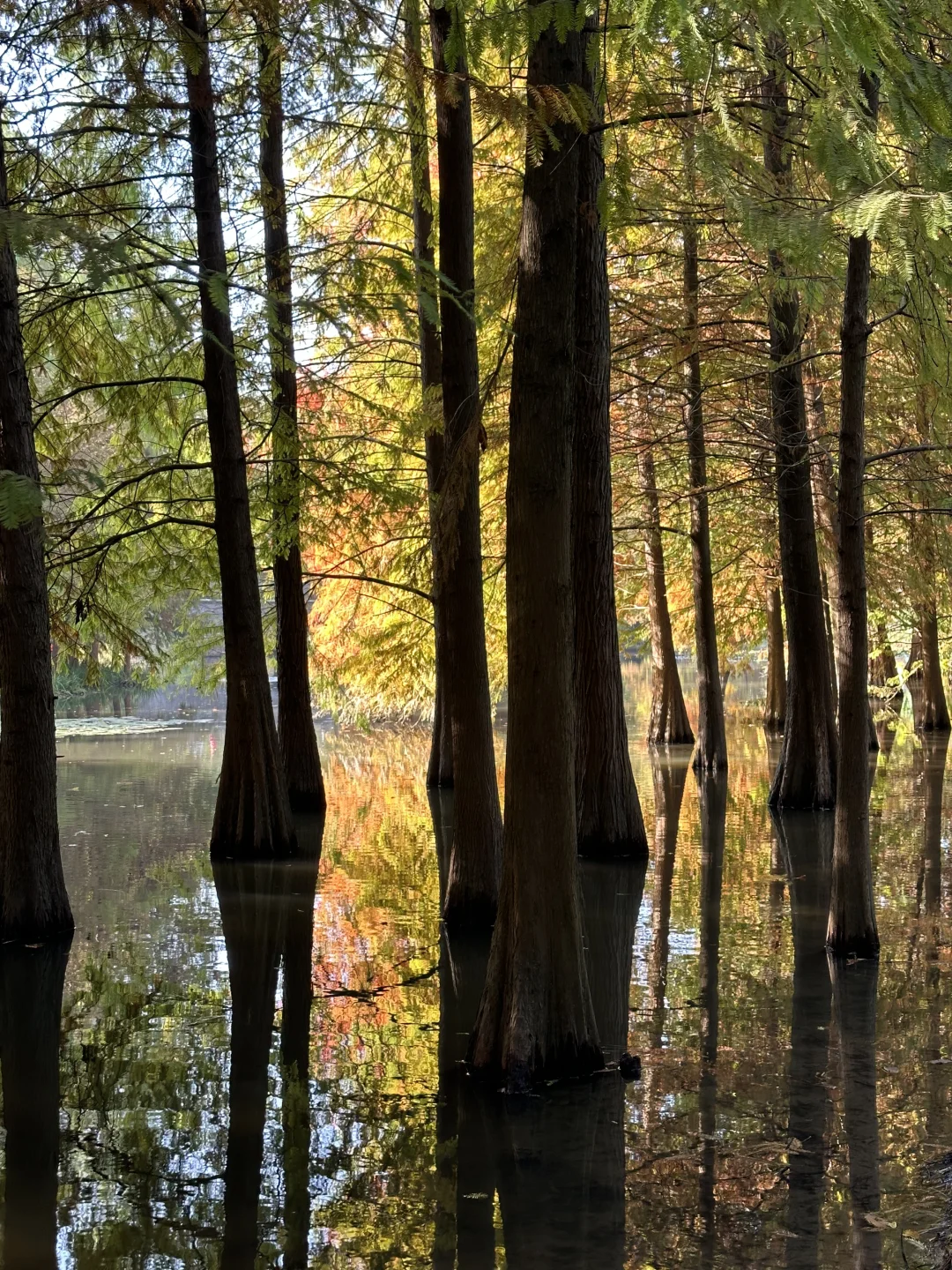 11.11南京明孝陵实况🍂🍂