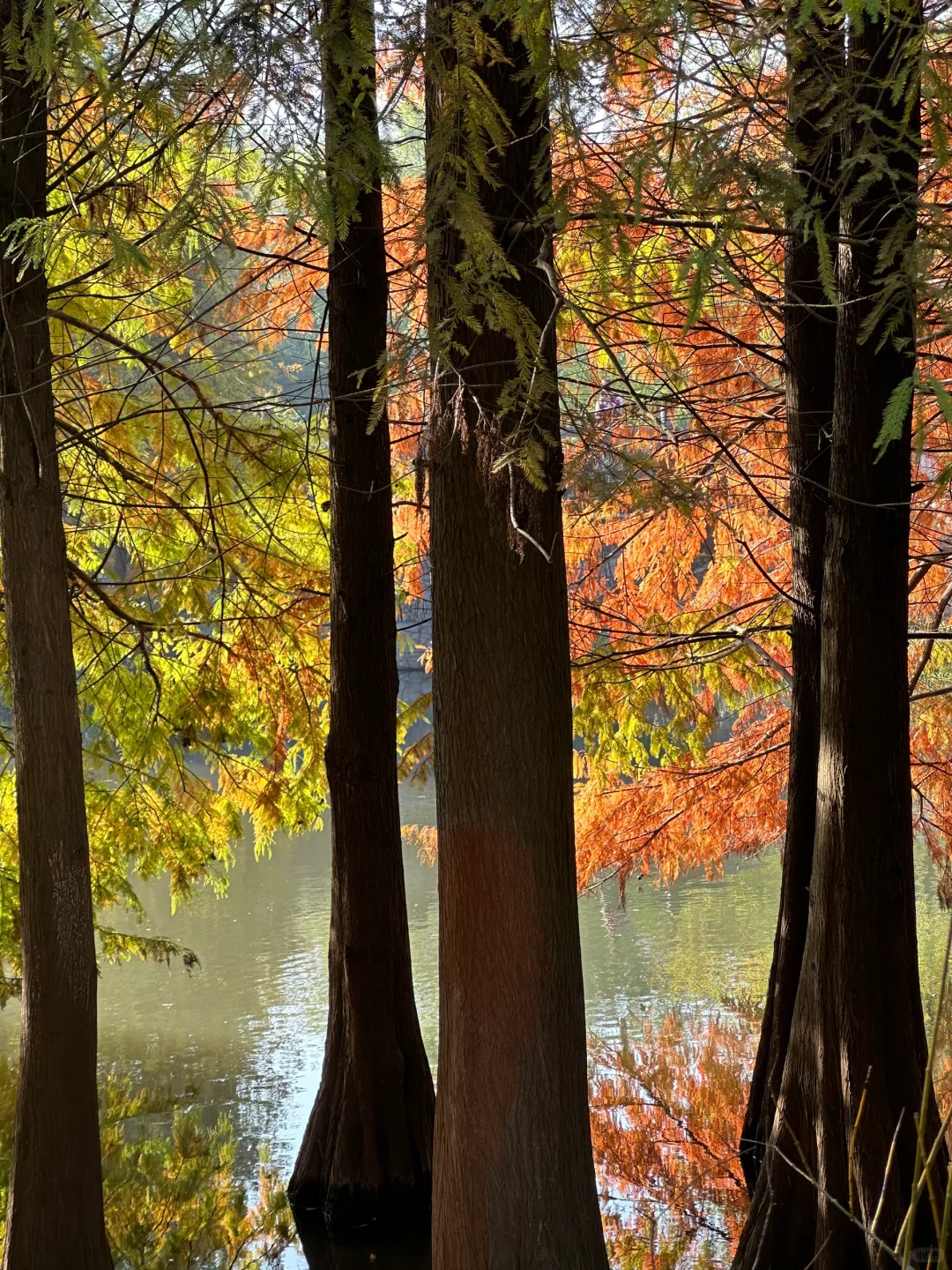 11.11南京明孝陵实况🍂🍂