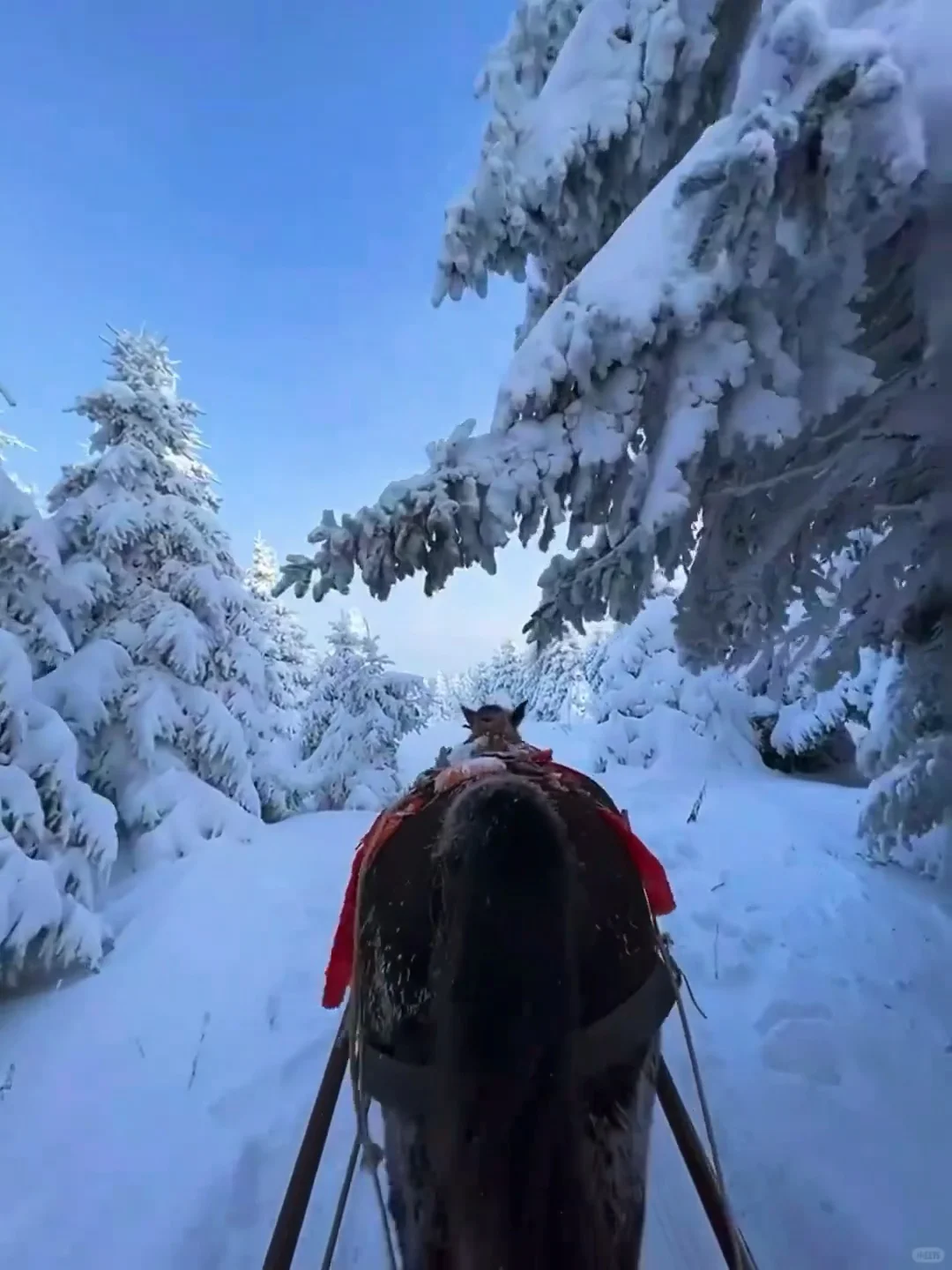 不是芬兰去不起，是长白山的雪橇一样震撼!!!