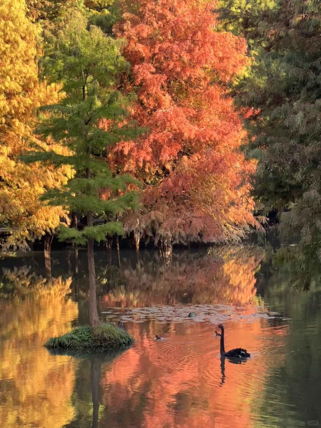 11.11南京明孝陵实况🍂🍂