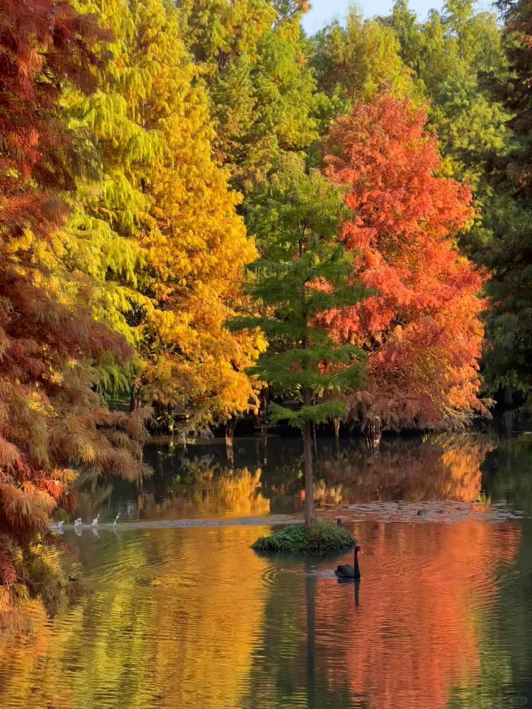 11.11南京明孝陵实况🍂🍂