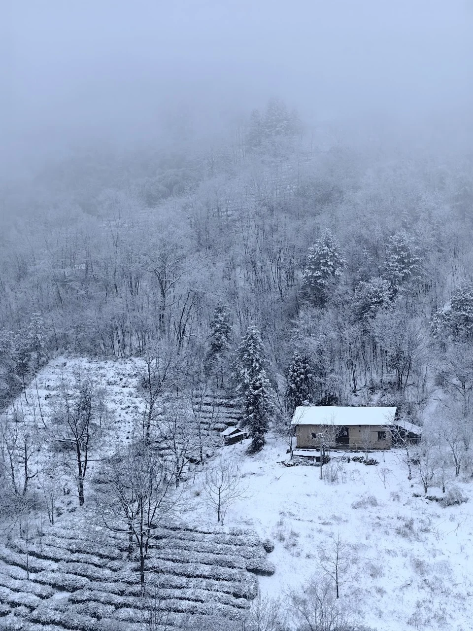 推荐一个被严重低估的南方小众雪原：神农架！