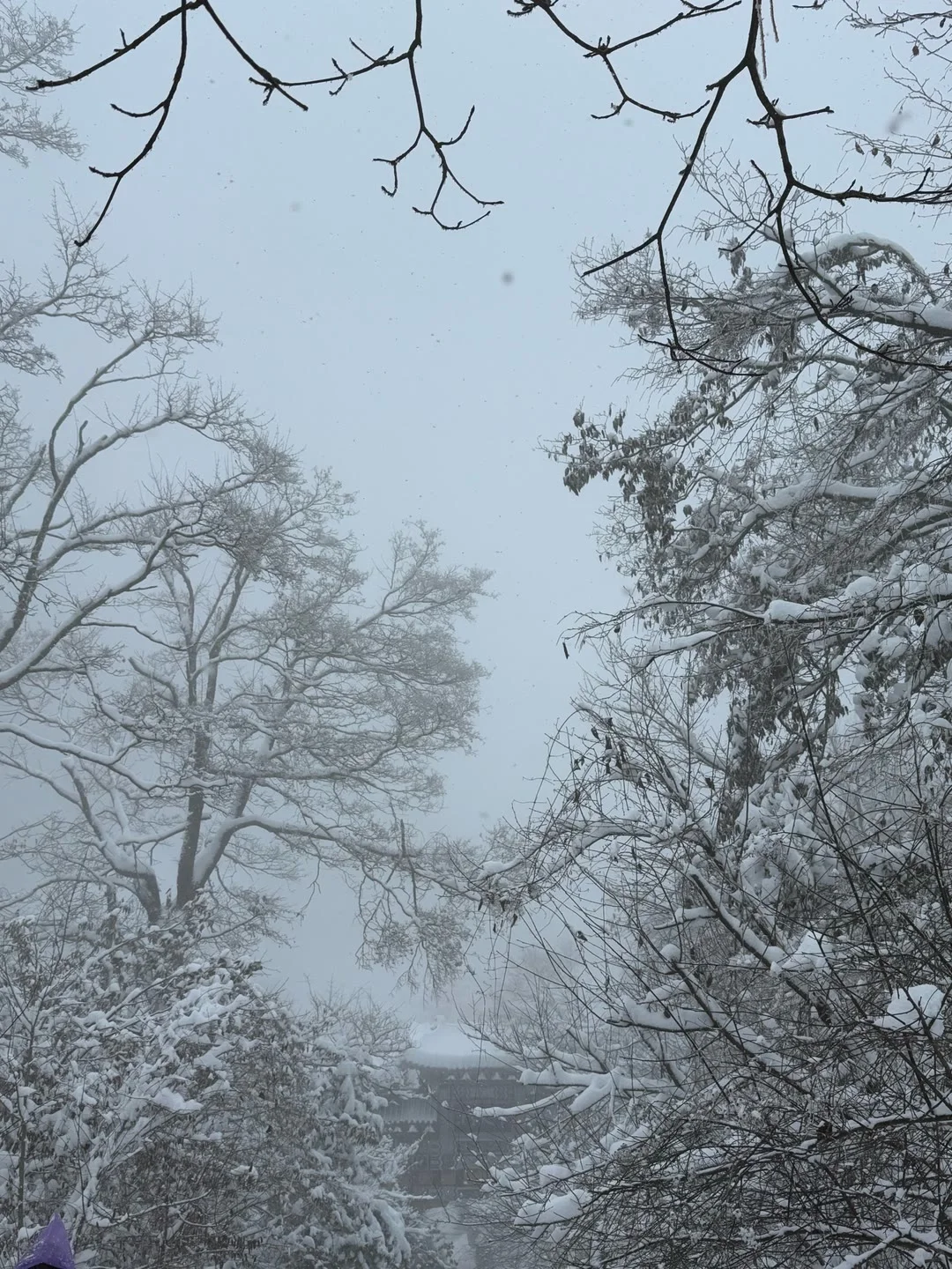 老君山真的下雪了❄️误入云中宫殿⚠️