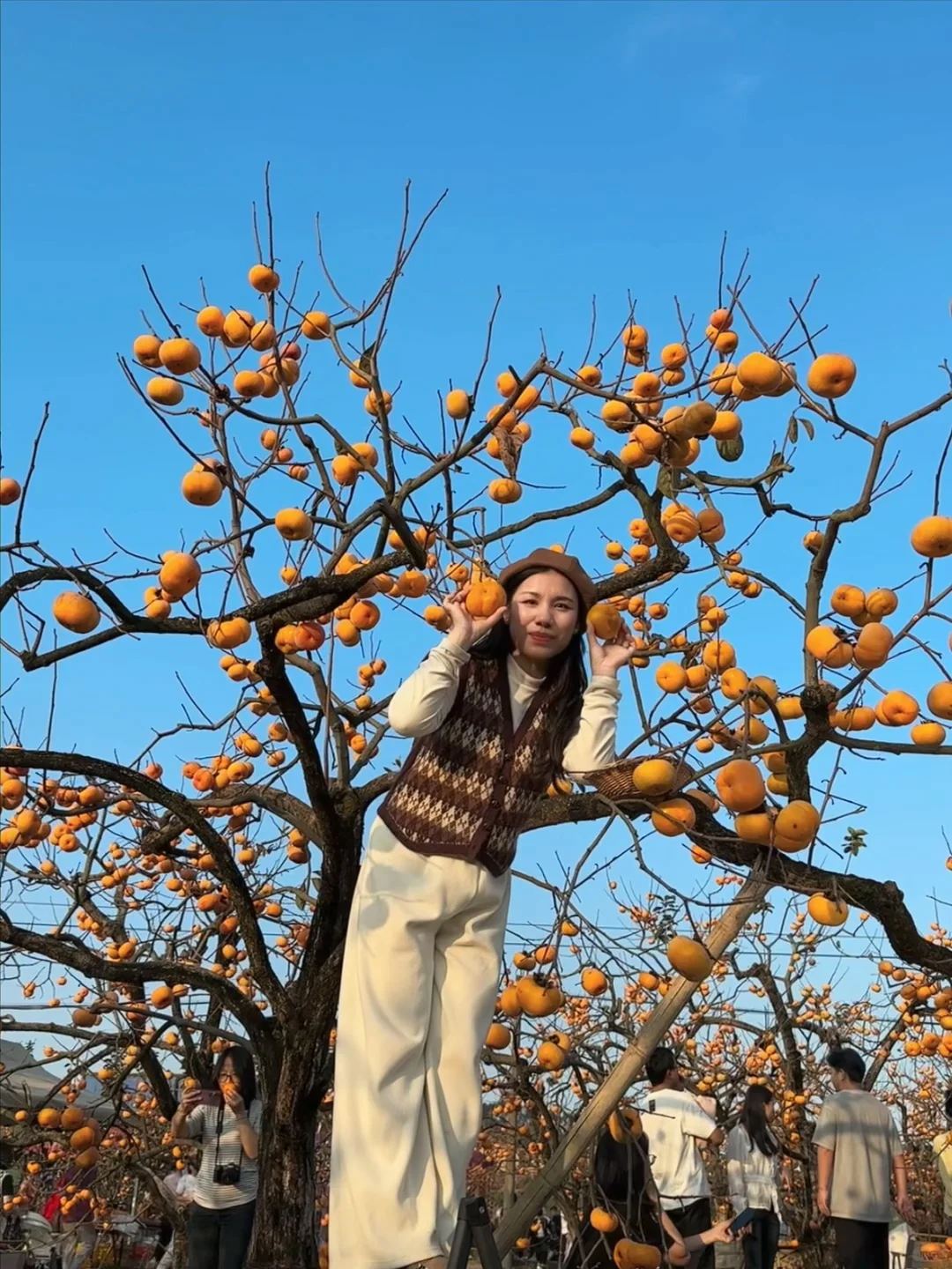 一柿知秋🍅柿柿如意｜桂林秋天居然这么美 🔥