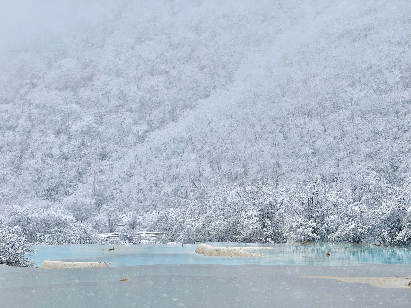 黄龙今日大雪