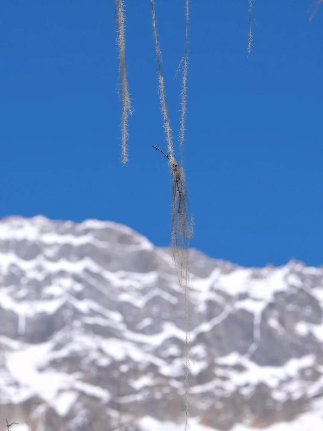 🧳川西之秋｜旅行Live｜周末去雪山下过秋天！