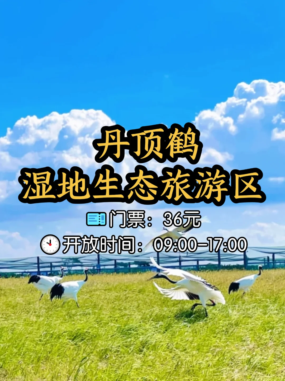 📍江苏盐城8大必打卡景点，不容错过！