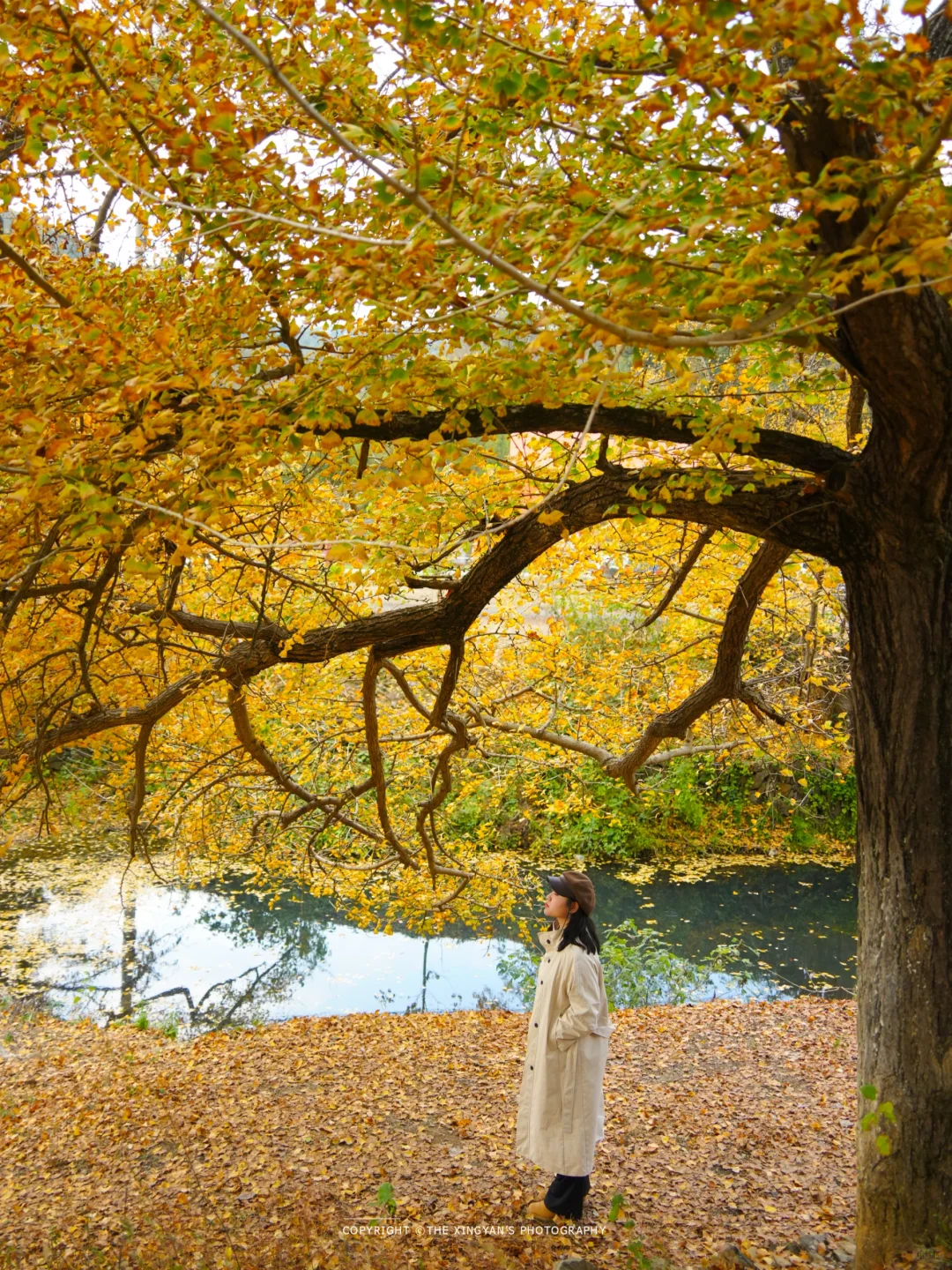 湖北这么美的银杏！还有谁不知道…本周快冲